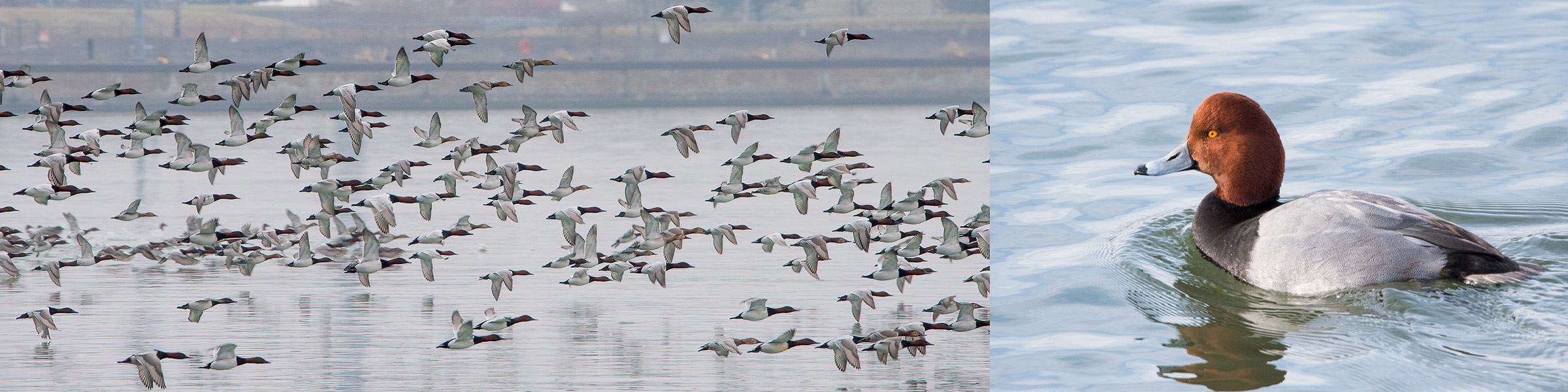 photos of Canvasbacks and Redhead