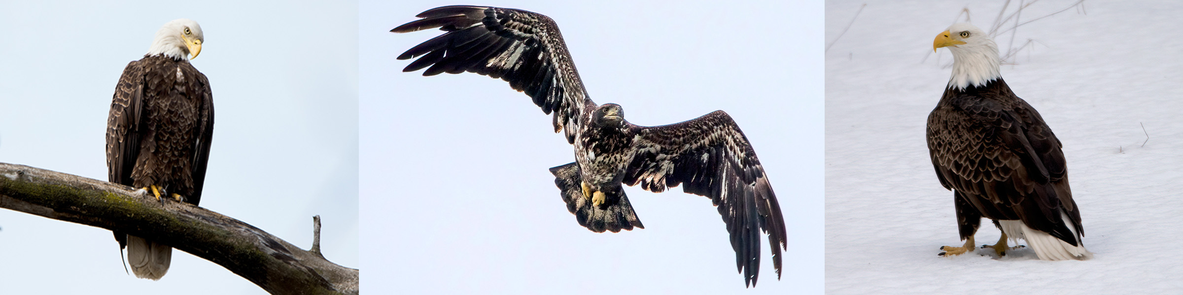 photos of Bald Eagles