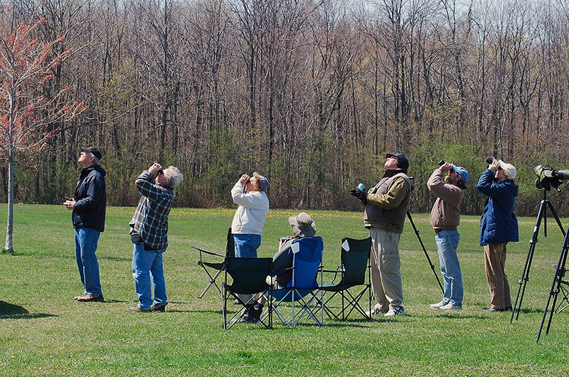 image of hawk watch counters