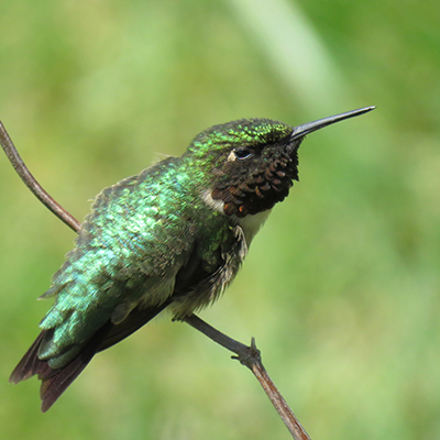 Birds of Western New York & Ontario | BOS | Home