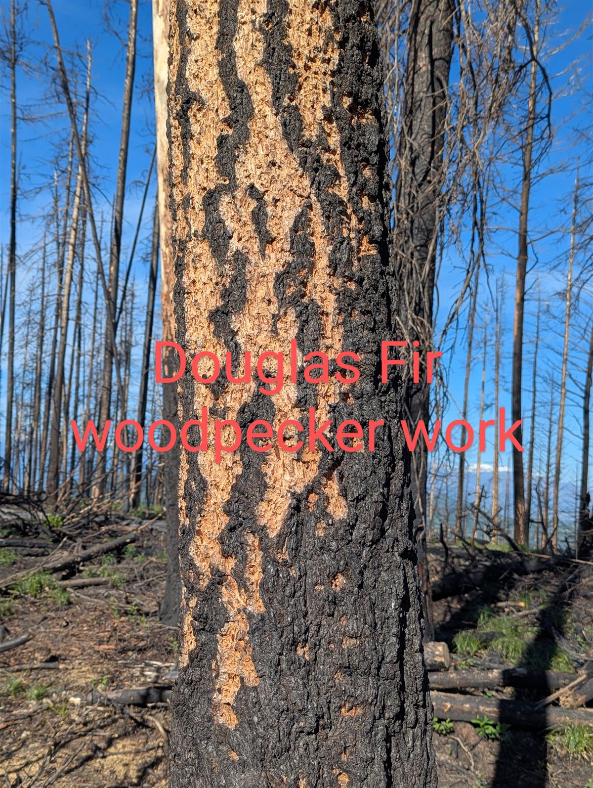 Slide77