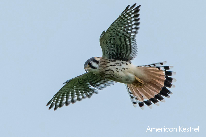 image of American Kestrel