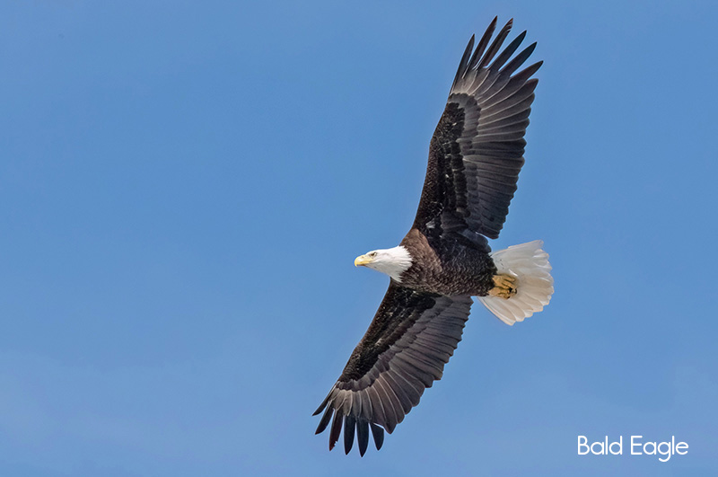 image of Bald Eagle