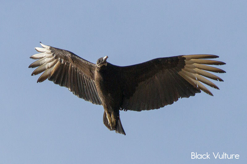 image of Black Vulture