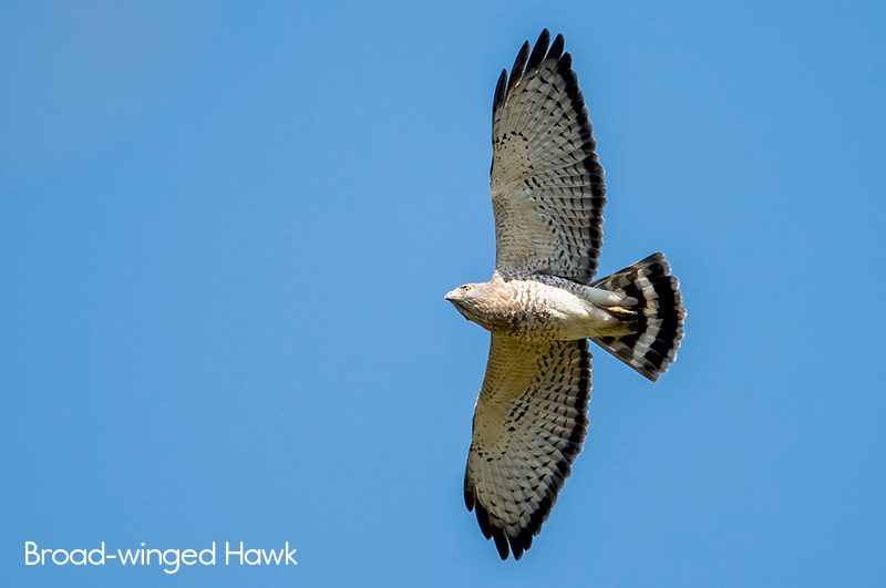 image of Broad-winged Hawk