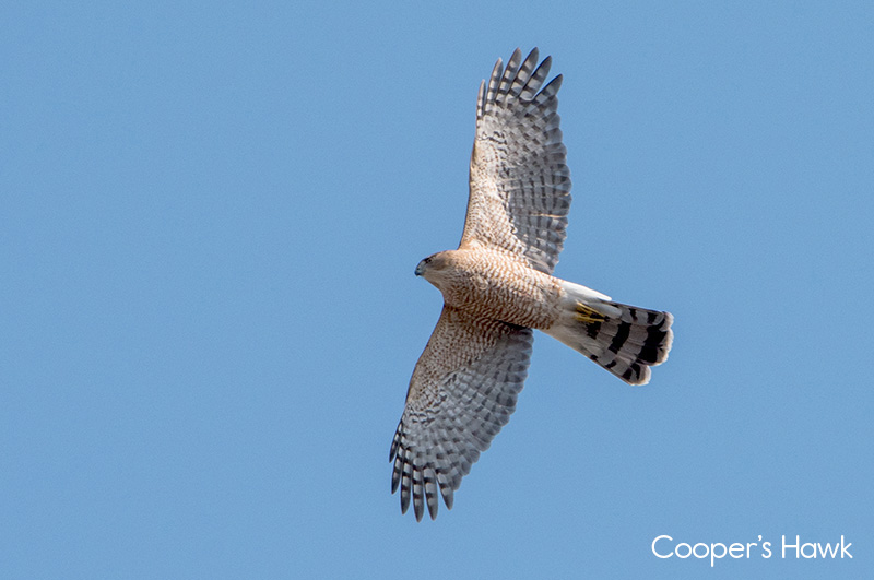 image of Cooper's Hawk