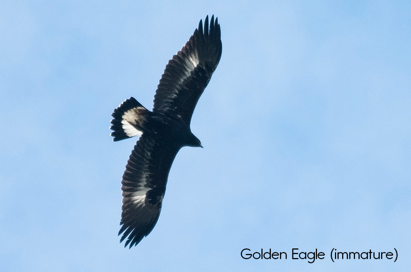 image of Golden Eagle