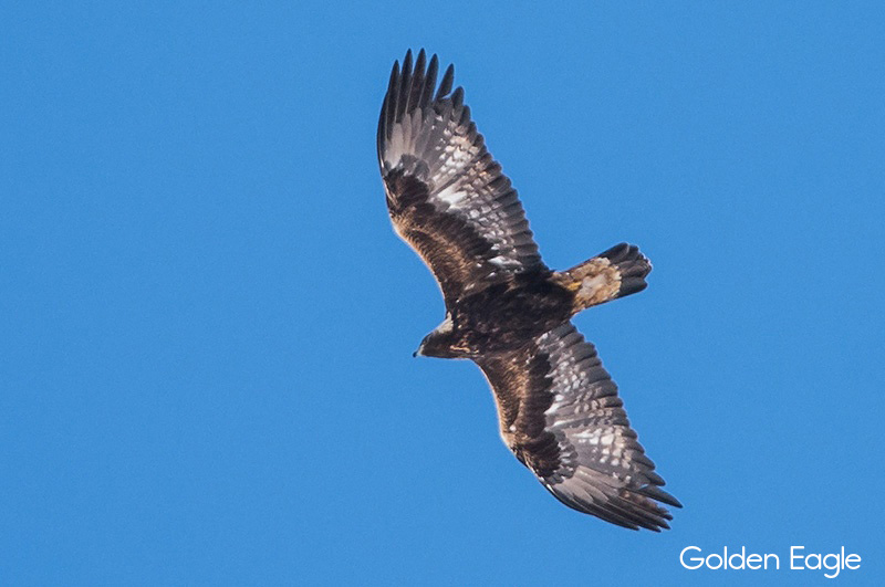 image of Golden Eagle