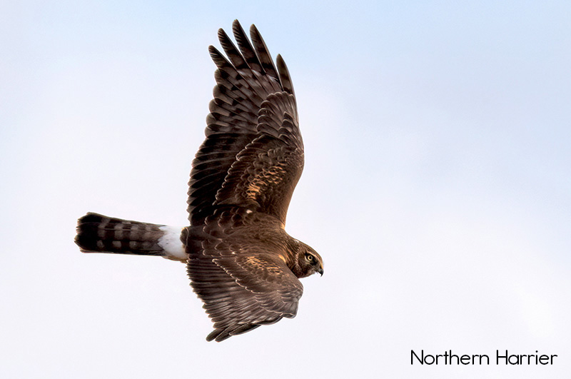 image of Northern Harrier