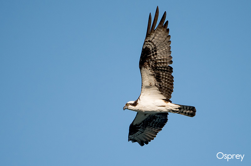 image of Osprey