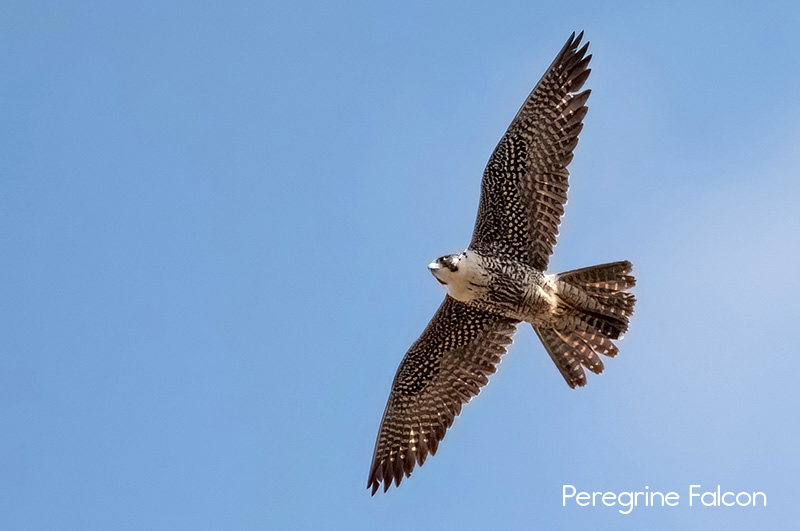 image of Peregrine Falcon