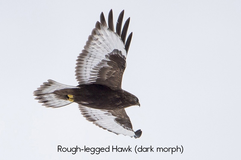 image of dark morph Rough-legged Hawk