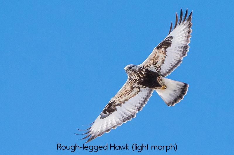 image of light morph Rough-legged Hawk