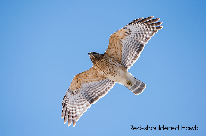 image of Red-shouldered Hawk