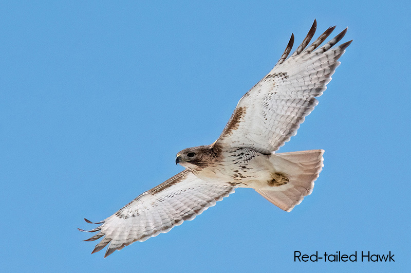 image of Red-tailed Hawk