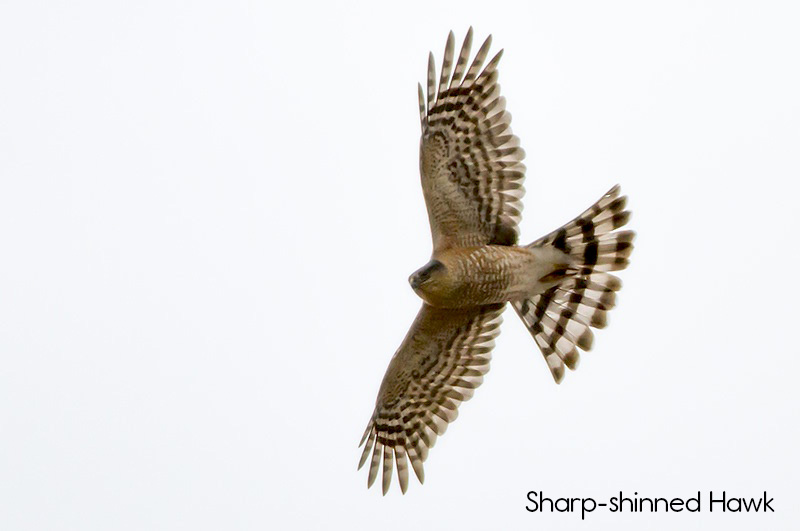 image of Sharp-shinned Hawk