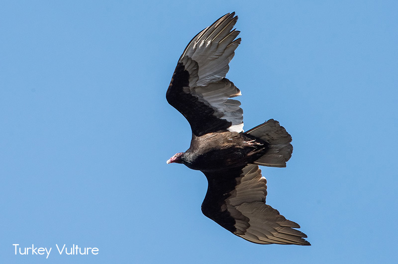 image of Turkey Vulture